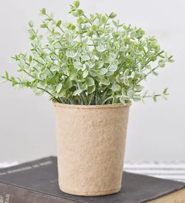 7.5" BABY LEAF PLANT IN PAPER POT