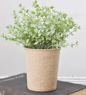 7.5" BABY LEAF PLANT IN PAPER POT