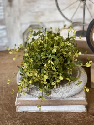 Bog Pimpernel Half Sphere | Green | 12"