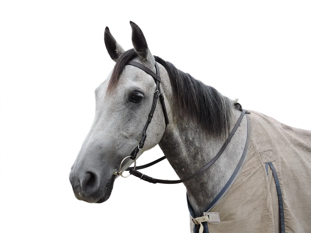 Eureka Plain Snaffle Bridle