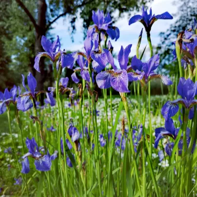 Iris Flower Essence ~ Inspired Artistry
