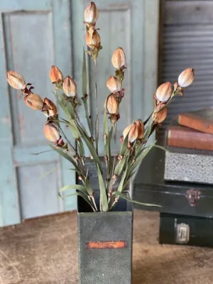 Lantern Buds | Ombre | 23"