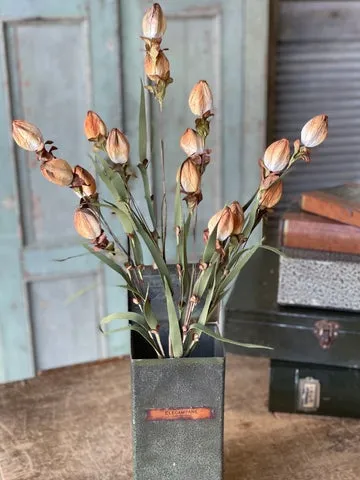 Lantern Buds | Ombre | 23"