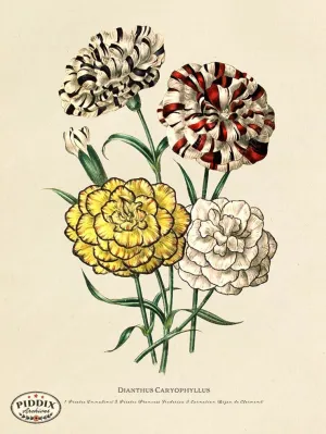 PDXC19323a -- Flowers
