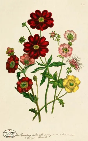 PDXC19325a -- Flowers