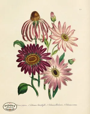 PDXC19326a -- Flowers