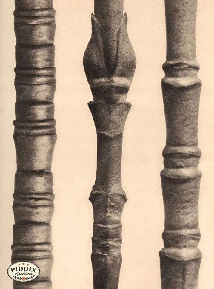 PDXC20180 -- Macro Sepia Tree Twig Three