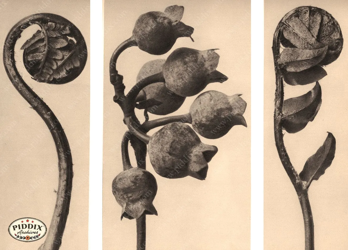 PDXC20198 -- Macro Sepia Closed Buds Leaves