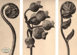 PDXC20198 -- Macro Sepia Closed Buds Leaves
