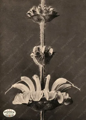 PDXC20225 -- Macro Sepia Plant Flower