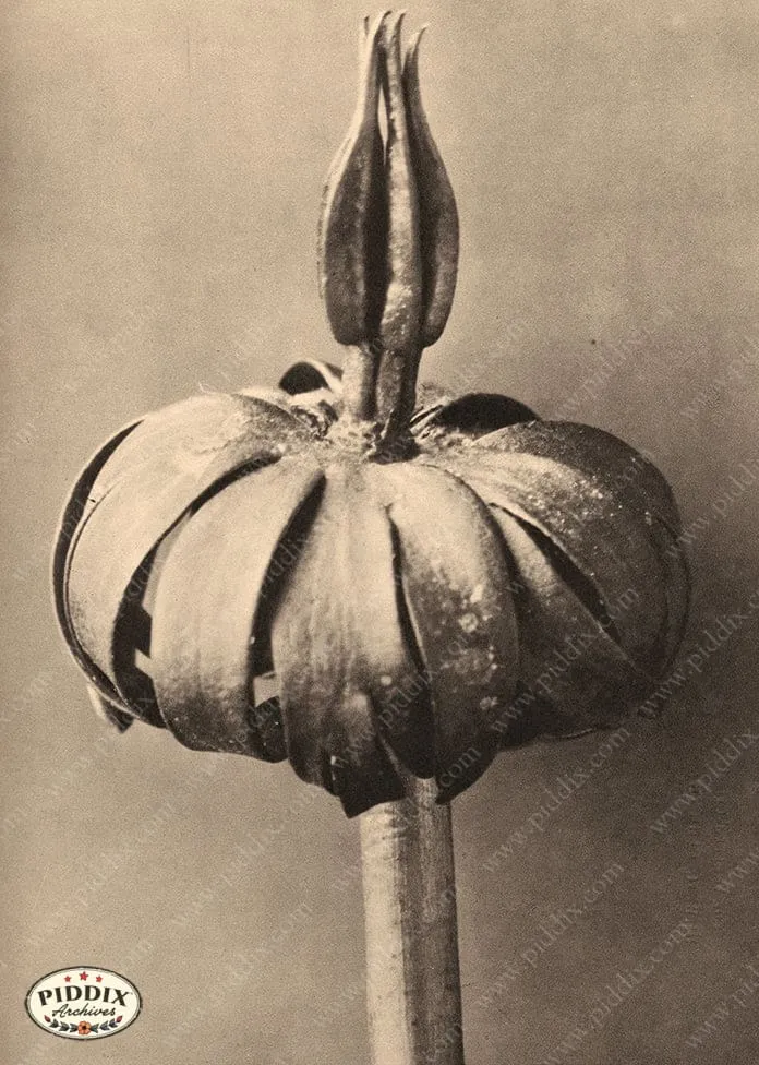 PDXC20239 -- Sepia Unopened Flower