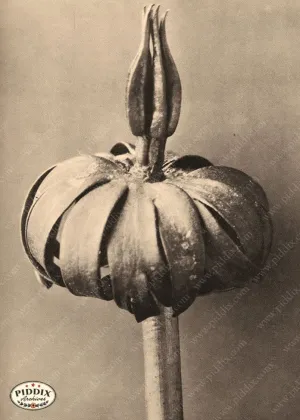 PDXC20239 -- Sepia Unopened Flower