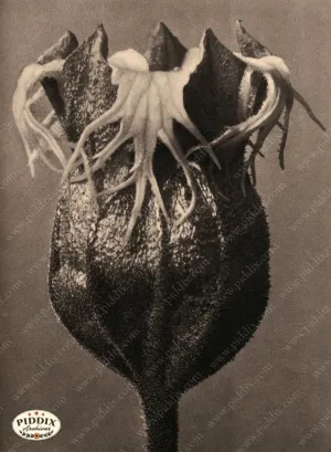 PDXC20249 -- Black and White Plant
