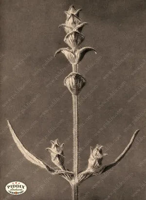 PDXC20263 -- Sepia Plant Stem