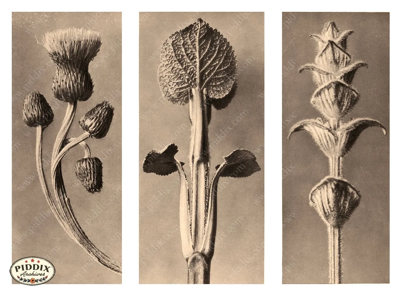 PDXC20265 -- Three Sepia Plants