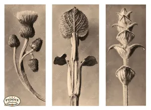 PDXC20265 -- Three Sepia Plants
