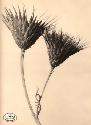 PDXC20266 -- Double Sepia Flowers