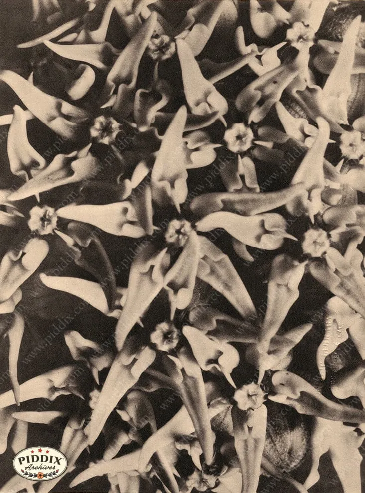 PDXC20280 -- Sepia Close Up Flowers